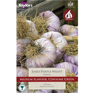 Garlic Early Purple Wight Pre-pack